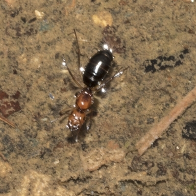 Camponotus sp. (genus) (A sugar ant) at Pialligo, ACT - 26 Mar 2023 by AlisonMilton