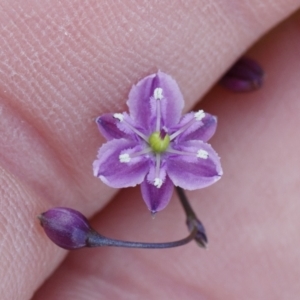 Arthropodium minus at Michelago, NSW - 11 Oct 2021 01:39 PM