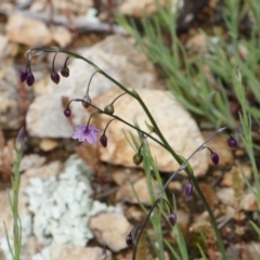 Arthropodium minus at Michelago, NSW - 11 Oct 2021 01:39 PM