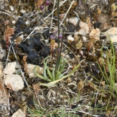 Arthropodium minus at Michelago, NSW - 11 Oct 2021 01:39 PM