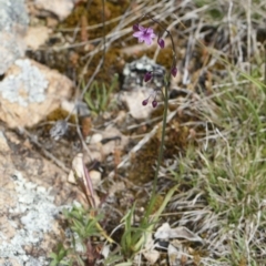 Arthropodium minus at Michelago, NSW - 11 Oct 2021 01:39 PM