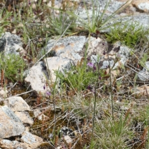 Arthropodium minus at Michelago, NSW - 11 Oct 2021 01:39 PM