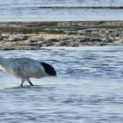 Threskiornis molucca (Australian White Ibis) at Mallacoota, VIC - 24 Apr 2023 by GlossyGal