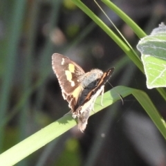 Hesperilla idothea (Flame Sedge-skipper) at Mallacoota, VIC - 25 Apr 2023 by GlossyGal