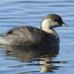Poliocephalus poliocephalus (Hoary-headed Grebe) at Mallacoota, VIC - 26 Apr 2023 by GlossyGal