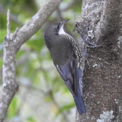 Cormobates leucophaea (White-throated Treecreeper) at Mallacoota, VIC - 27 Apr 2023 by GlossyGal