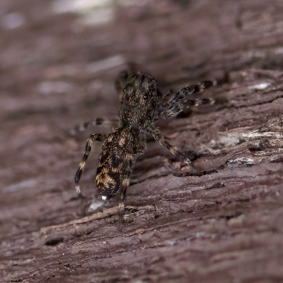 Proszynellus sp. (genus) at Florey, ACT - 16 Apr 2023 by KorinneM