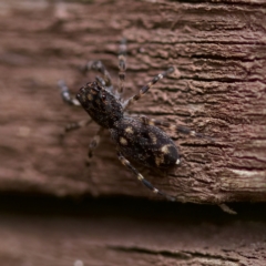 Proszynellus sp. (genus) at Florey, ACT - 16 Apr 2023 by KorinneM