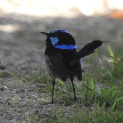 Malurus cyaneus (Superb Fairywren) at Mallacoota, VIC - 27 Apr 2023 by GlossyGal