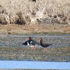 Haematopus fuliginosus at Mallacoota, VIC - suppressed