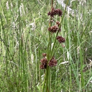 Juncus phaeanthus at Paddys River, ACT - 17 Jan 2022 05:24 PM