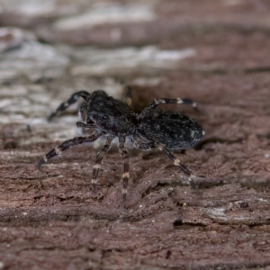 Proszynellus sp. (genus) at Florey, ACT - suppressed