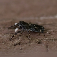 Proszynellus sp. (genus) at Florey, ACT - suppressed