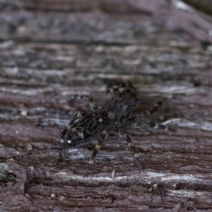 Proszynellus sp. (genus) at Florey, ACT - 16 Apr 2023