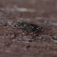 Proszynellus sp. (genus) at Florey, ACT - 16 Apr 2023