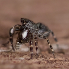 Proszynellus sp. (genus) at Florey, ACT - 16 Apr 2023 by KorinneM