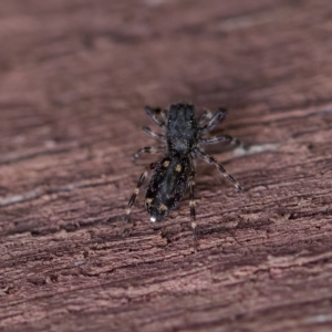 Proszynellus sp. (genus) at Florey, ACT - suppressed