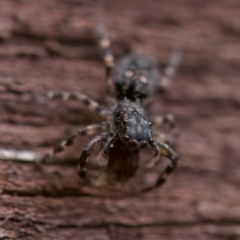 Proszynellus sp. (genus) at Florey, ACT - suppressed