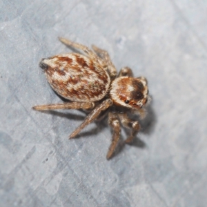 Maratus griseus at Stirling, ACT - 2 May 2023