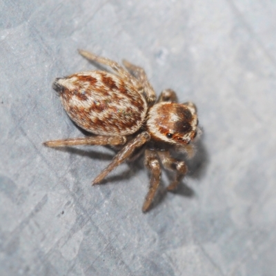 Maratus griseus (Jumping spider) at Stirling, ACT - 2 May 2023 by Harrisi