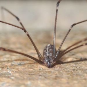 Pholcus phalangioides at Stirling, ACT - 1 May 2023 06:17 PM