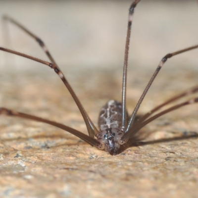 Pholcus phalangioides (Daddy-long-legs spider) at Stirling, ACT - 1 May 2023 by Harrisi