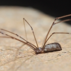 Pholcus phalangioides at Stirling, ACT - 1 May 2023 06:17 PM