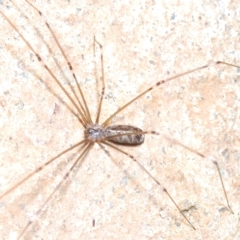 Pholcus phalangioides at Stirling, ACT - 1 May 2023 06:17 PM