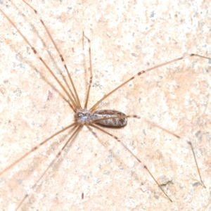 Pholcus phalangioides at Stirling, ACT - 1 May 2023 06:17 PM