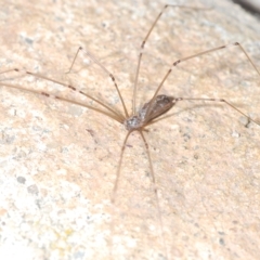 Pholcus phalangioides at Stirling, ACT - 1 May 2023