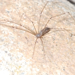 Pholcus phalangioides at Stirling, ACT - 1 May 2023