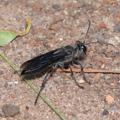 Sphex sp. (genus) at  - suppressed by TimL