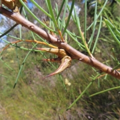 Hakea teretifolia subsp. teretifolia (Dagger Hakea) at Ku-ring-gai Chase National Park - 27 Apr 2023 by MatthewFrawley