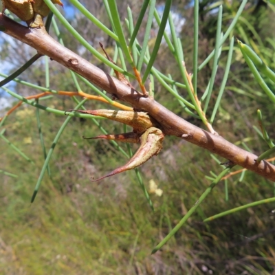 Hakea teretifolia subsp. teretifolia (Dagger Hakea) at Ku-ring-gai Chase National Park - 27 Apr 2023 by MatthewFrawley