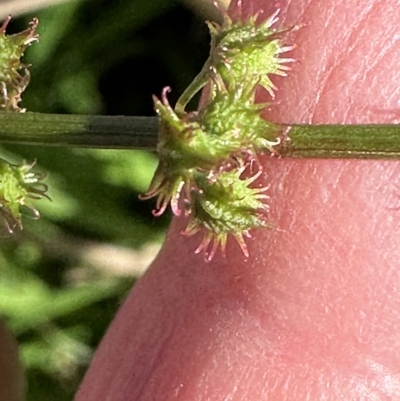 Rumex brownii (Slender Dock) at Kangaroo Valley, NSW - 2 May 2023 by lbradley