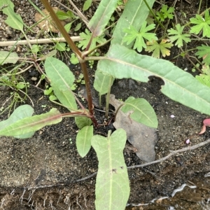 Rumex brownii at Tennent, ACT - 26 Jan 2022