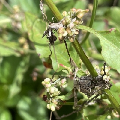 Rumex sp. (A Dock) at Paddys River, ACT - 1 Feb 2022 by JaneR