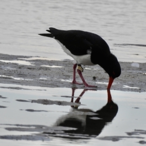 Haematopus longirostris at Mallacoota, VIC - suppressed