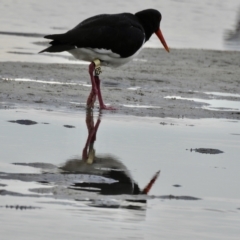 Haematopus longirostris at Mallacoota, VIC - suppressed