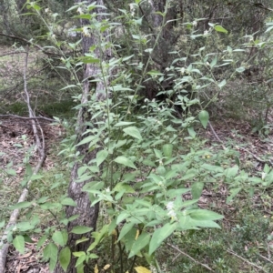 Solanum chenopodioides at Paddys River, ACT - 1 Feb 2022 04:31 PM