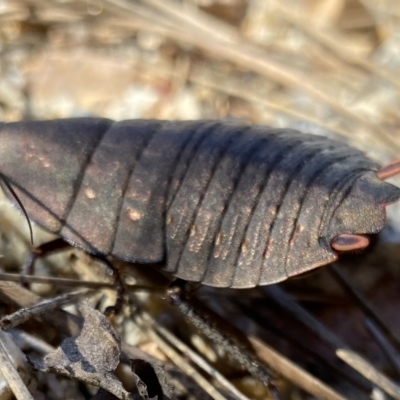 Polyzosteria aenea (Pink-tailed heath cockroach) at Mallacoota, VIC - 27 Apr 2023 by GlossyGal