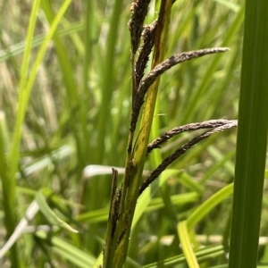 Carex polyantha at Cotter River, ACT - 10 Feb 2022