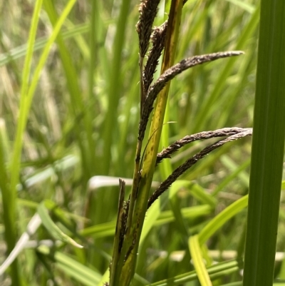 Carex polyantha (A Sedge) at Cotter River, ACT - 10 Feb 2022 by JaneR