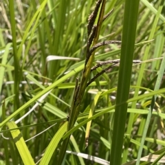 Carex polyantha at Cotter River, ACT - 10 Feb 2022