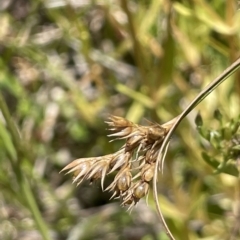 Juncus tenuis (Slender Rush) at Cotter River, ACT - 10 Feb 2022 by JaneR