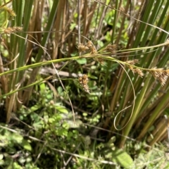 Juncus tenuis at Cotter River, ACT - 10 Feb 2022