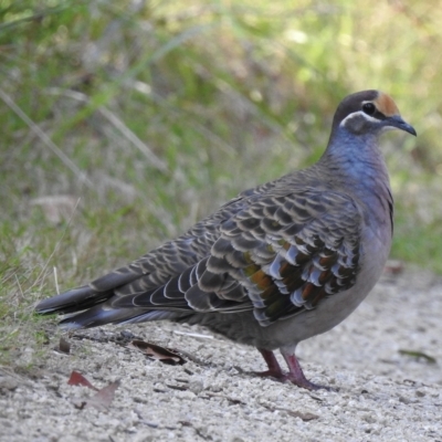 Phaps chalcoptera (Common Bronzewing) at Mallacoota, VIC - 27 Apr 2023 by GlossyGal