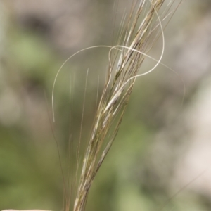 Austrostipa scabra at Michelago, NSW - 10 Nov 2020