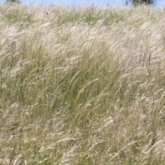 Austrostipa scabra at Michelago, NSW - 10 Nov 2020