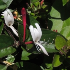 Lonicera japonica (Japanese Honeysuckle) at Pollinator-friendly garden Conder - 9 Nov 2022 by michaelb